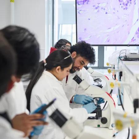 Scientists working with microscropes in a lab