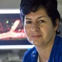 Sussan Nourshargh